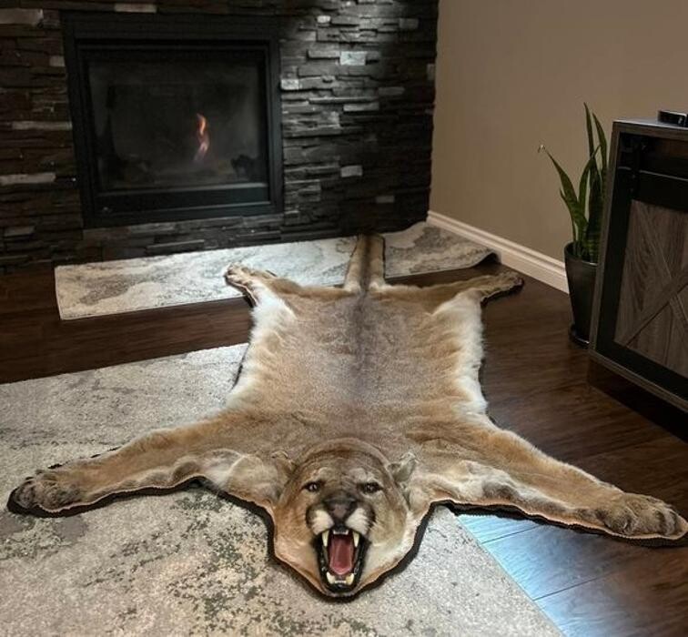 Images True Taxidermy Ltd