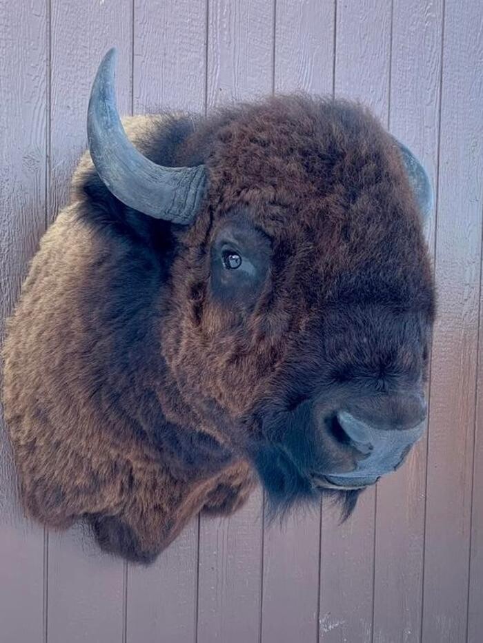 Images True Taxidermy Ltd