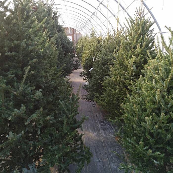 Images Little Tree Garden Market