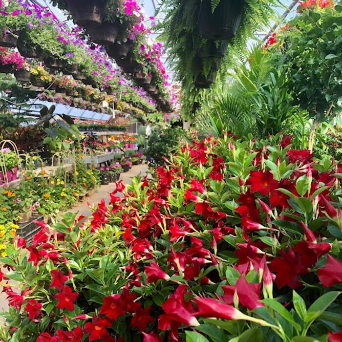 Images Little Tree Garden Market