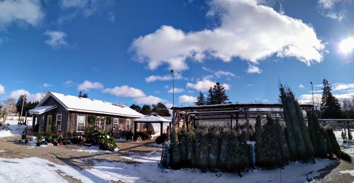 Images Little Tree Garden Market