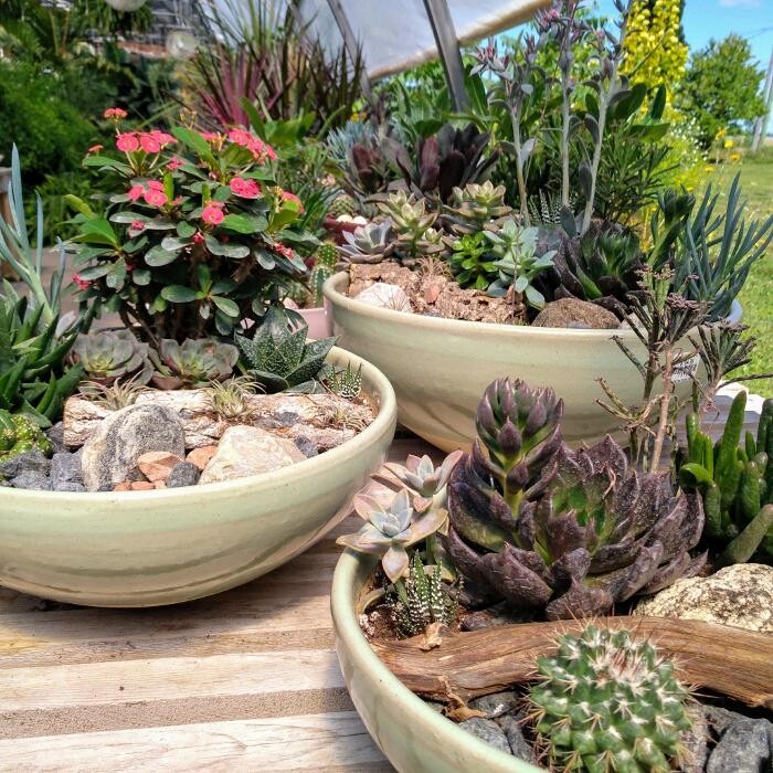 Images Little Tree Garden Market