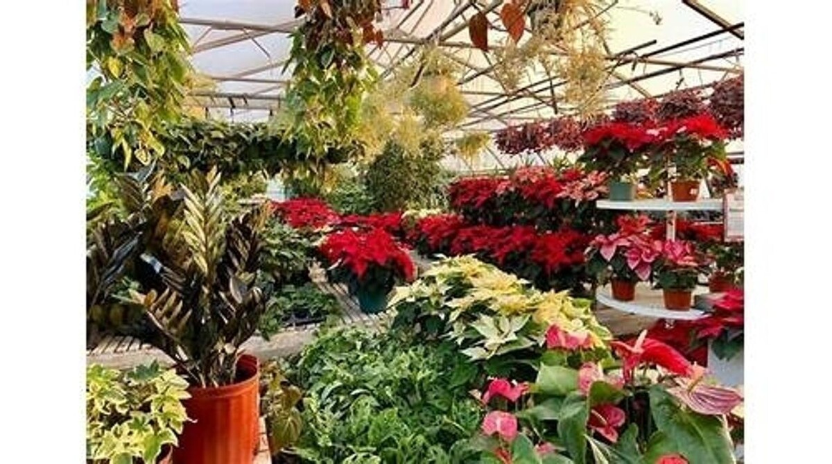 Images Little Tree Garden Market