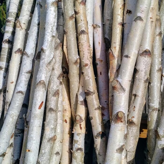 Images Little Tree Garden Market