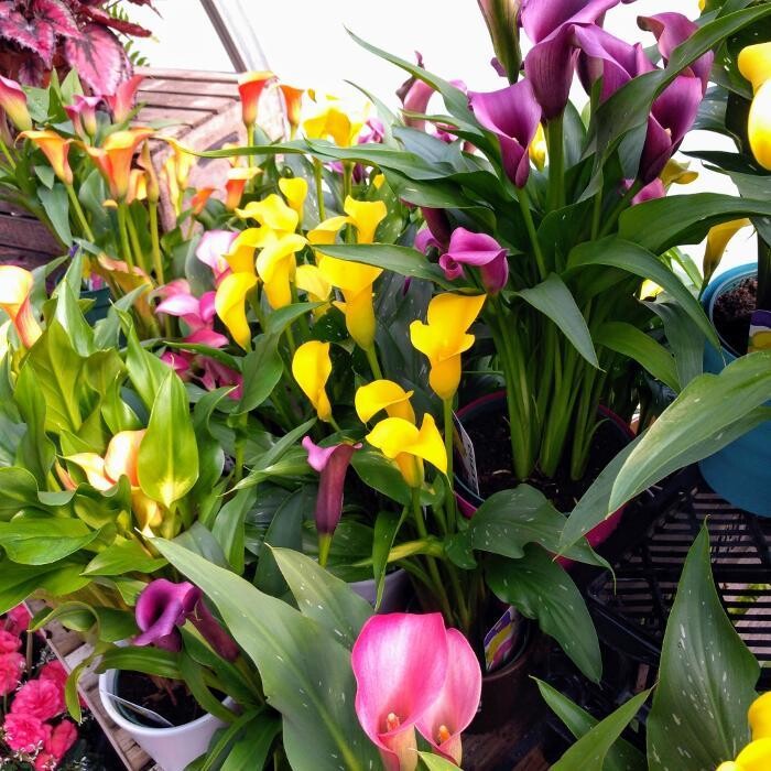 Images Little Tree Garden Market