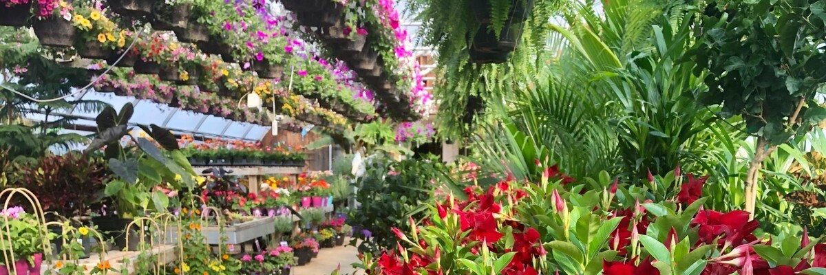 Images Little Tree Garden Market