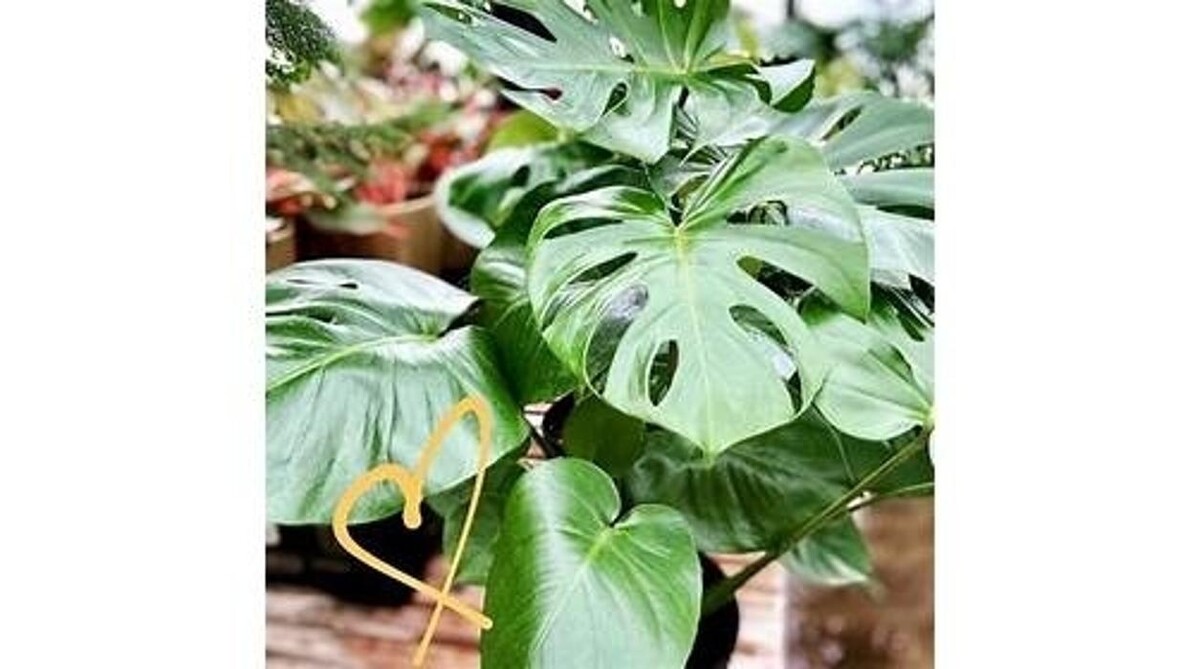 Images Little Tree Garden Market