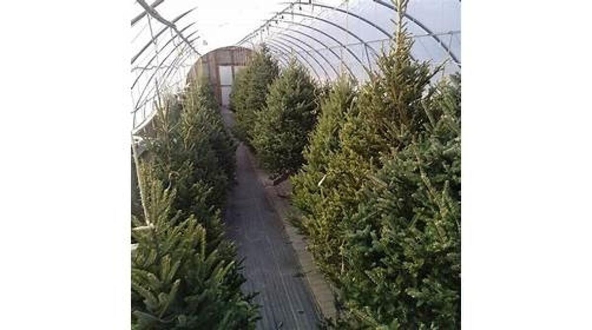 Images Little Tree Garden Market