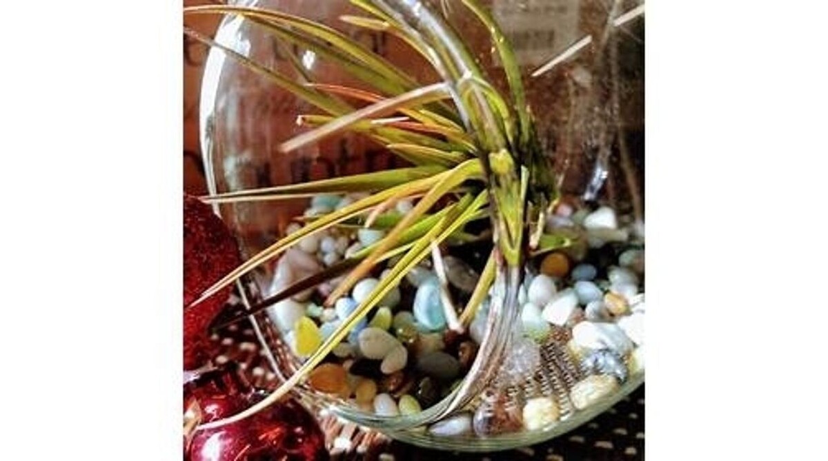 Images Little Tree Garden Market