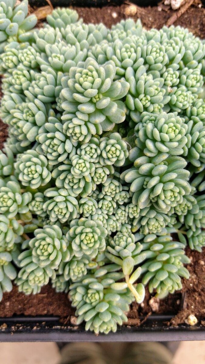 Images Little Tree Garden Market