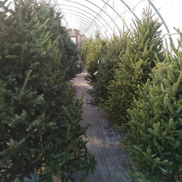 Images Little Tree Garden Market