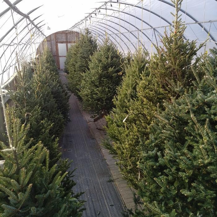 Images Little Tree Garden Market