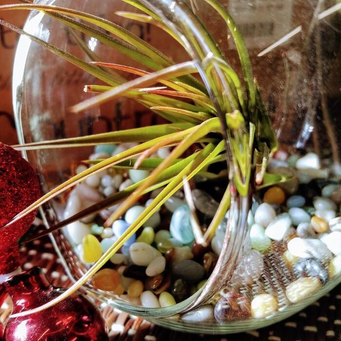 Images Little Tree Garden Market