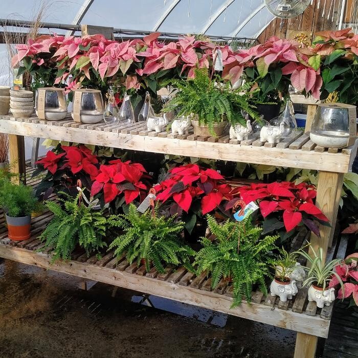 Images Little Tree Garden Market