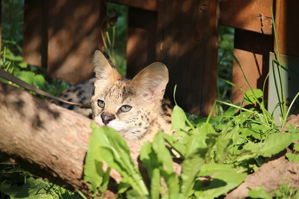 Images DragonflyCats | Eleveur : Bengal | Savannah | Serval au Québec