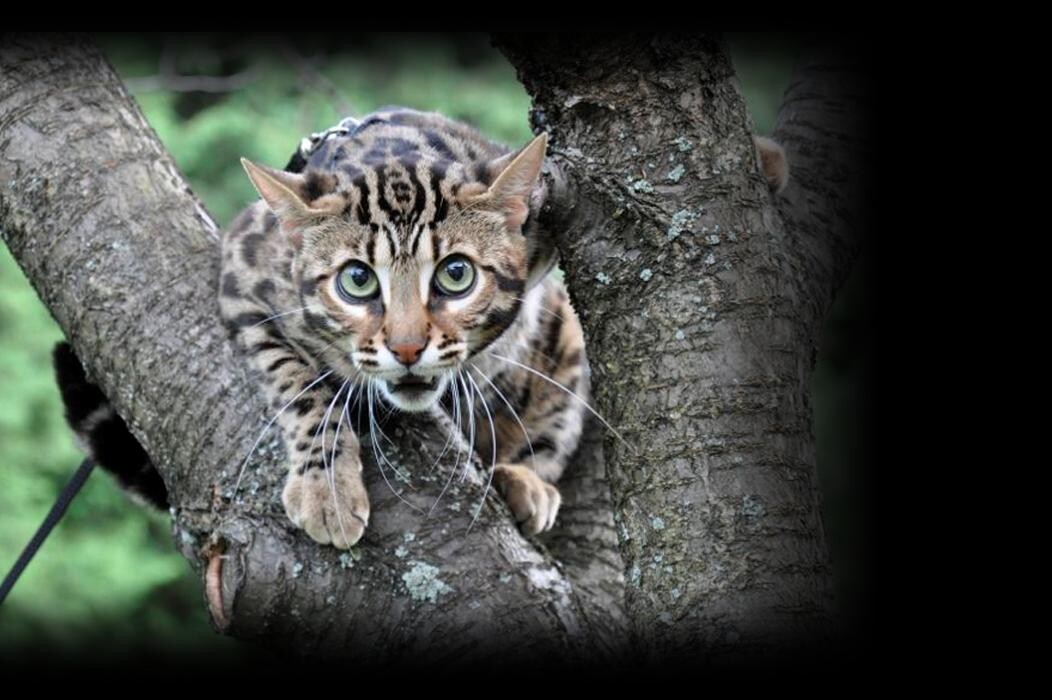 Images DragonflyCats | Eleveur : Bengal | Savannah | Serval au Québec