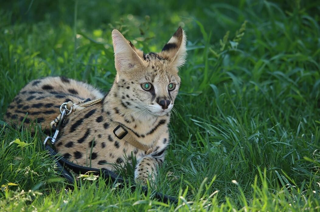 Images DragonflyCats | Eleveur : Bengal | Savannah | Serval au Québec