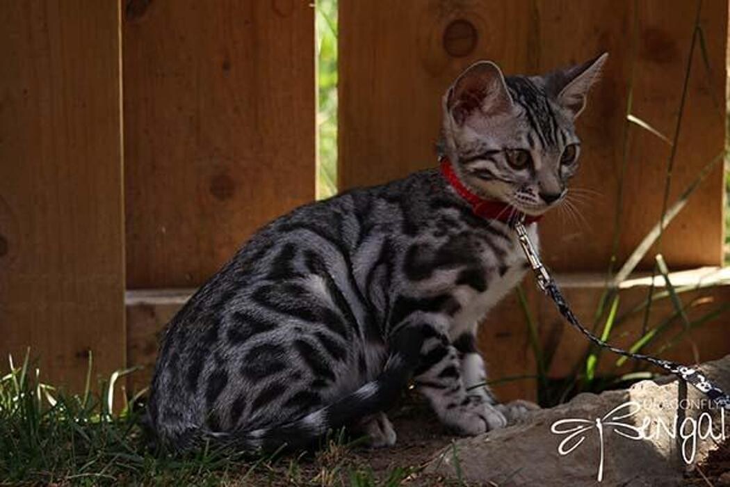 Images DragonflyCats | Eleveur : Bengal | Savannah | Serval au Québec