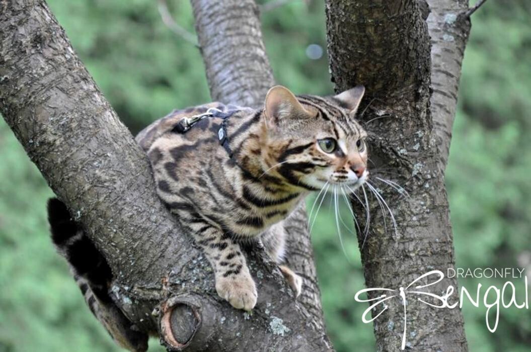 Images DragonflyCats | Eleveur : Bengal | Savannah | Serval au Québec