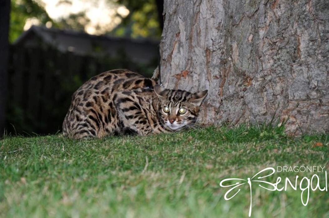 Images DragonflyCats | Eleveur : Bengal | Savannah | Serval au Québec