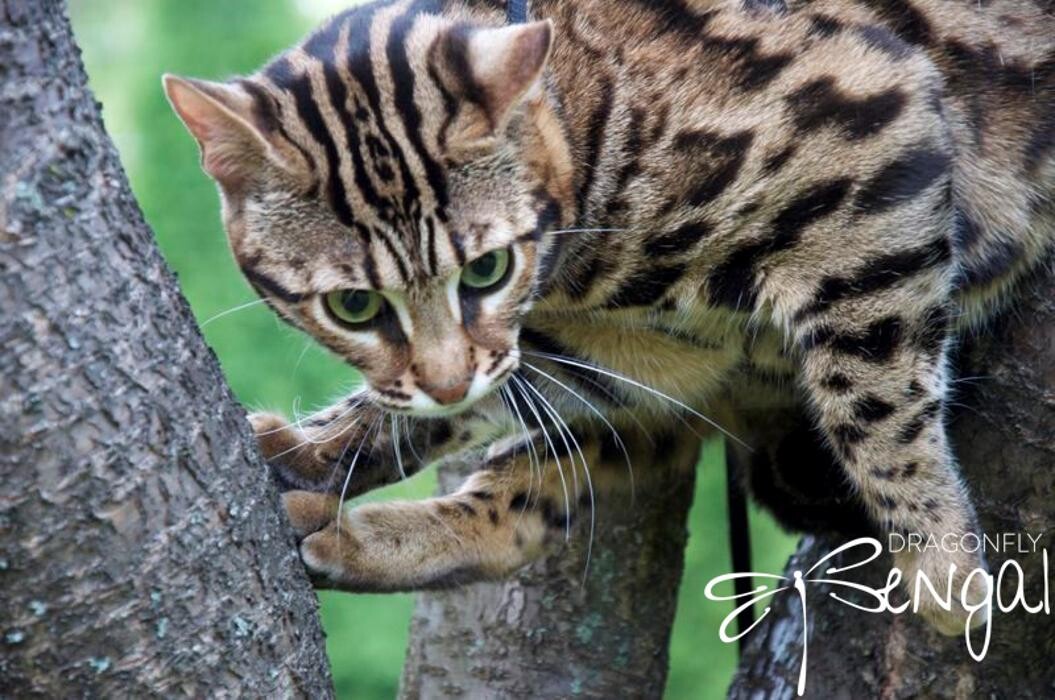 Images DragonflyCats | Eleveur : Bengal | Savannah | Serval au Québec