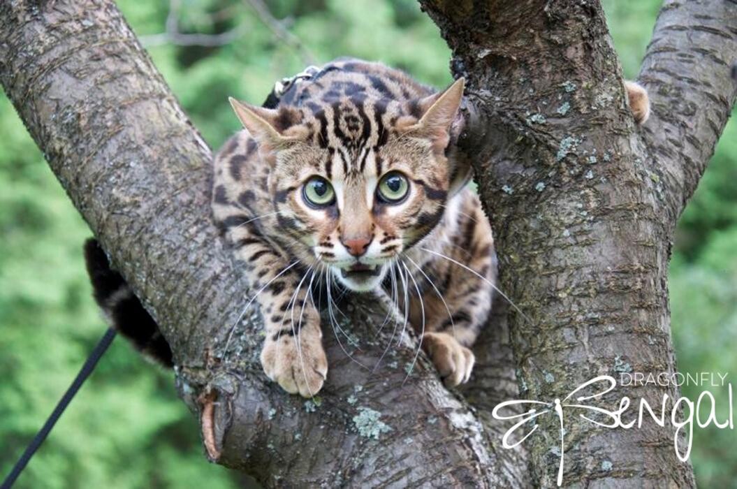 Images DragonflyCats | Eleveur : Bengal | Savannah | Serval au Québec