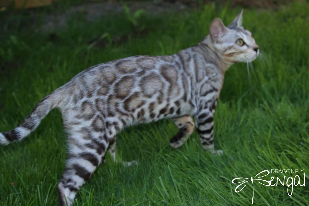 Images DragonflyCats | Eleveur : Bengal | Savannah | Serval au Québec