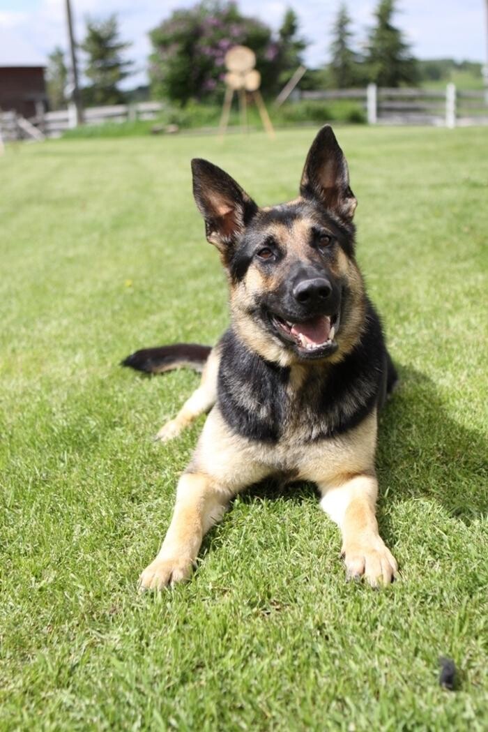 Images Dog Squad - Calgary Dog Trainer