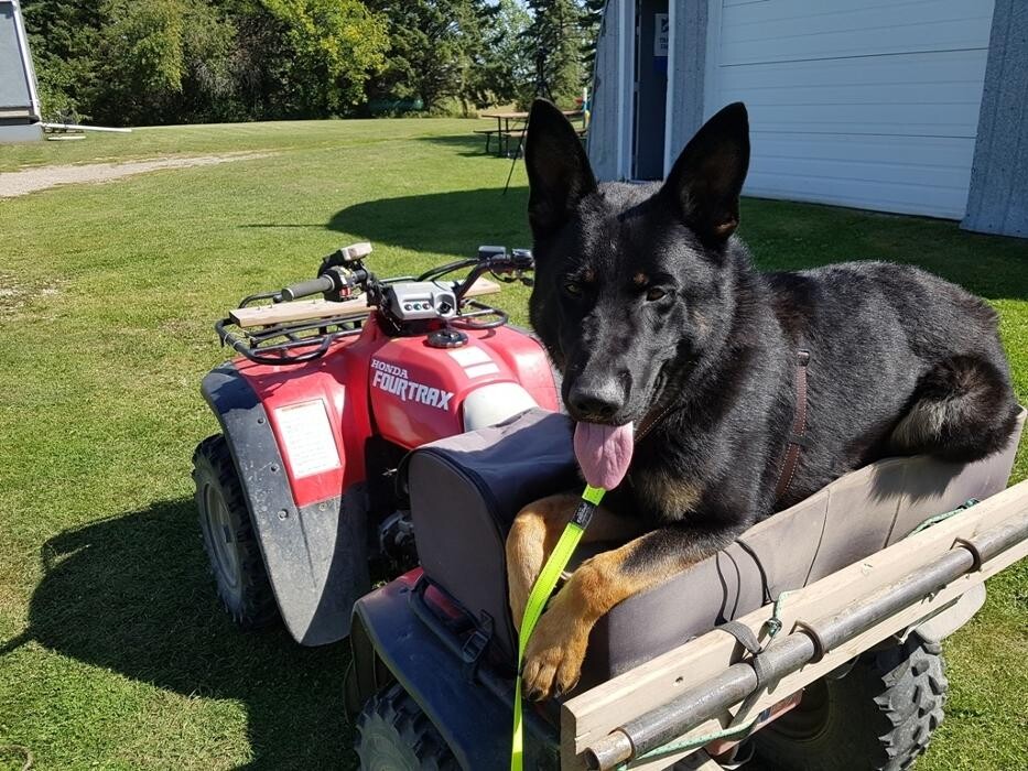 Images Dog Squad - Calgary Dog Trainer