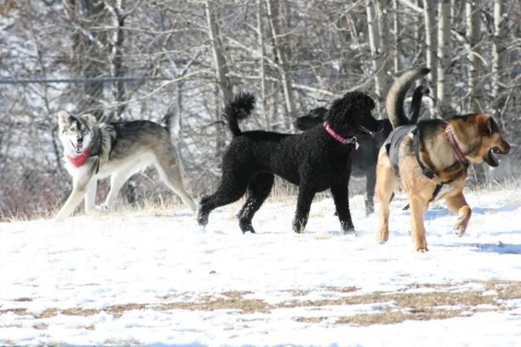 Images Dog Squad - Calgary Dog Trainer