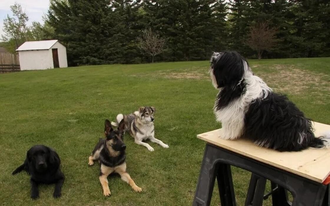 Images Dog Squad - Calgary Dog Trainer