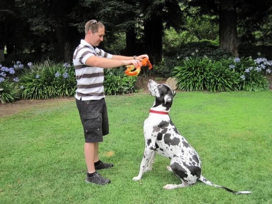 Images Dog Squad - Calgary Dog Trainer