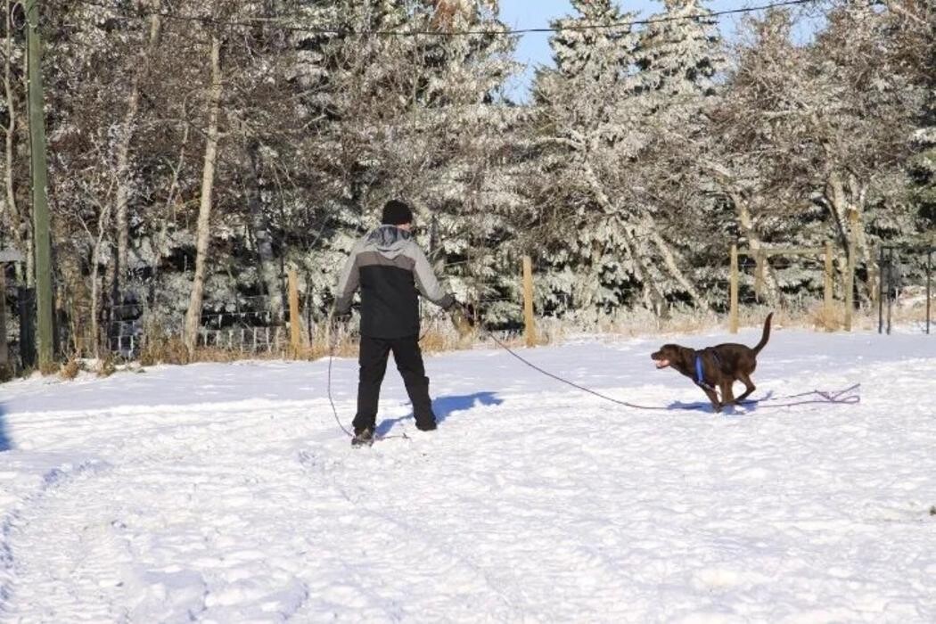 Images Dog Squad - Calgary Dog Trainer