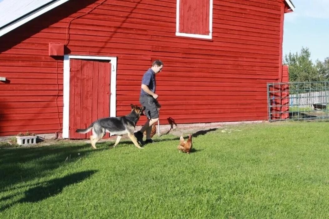 Images Dog Squad - Calgary Dog Trainer