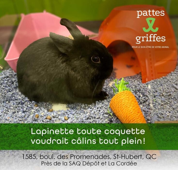 Images Pattes Et Griffes Saint-Hubert