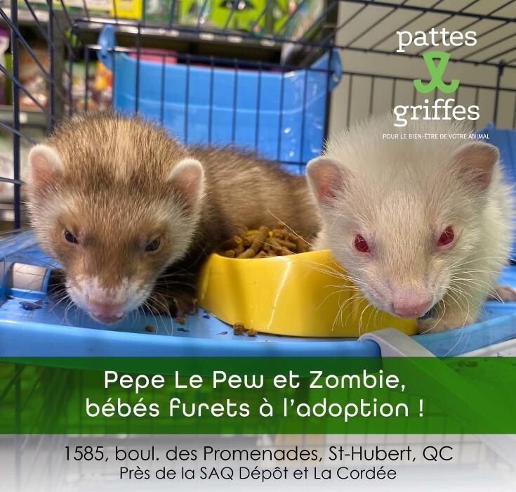 Images Pattes Et Griffes Saint-Hubert