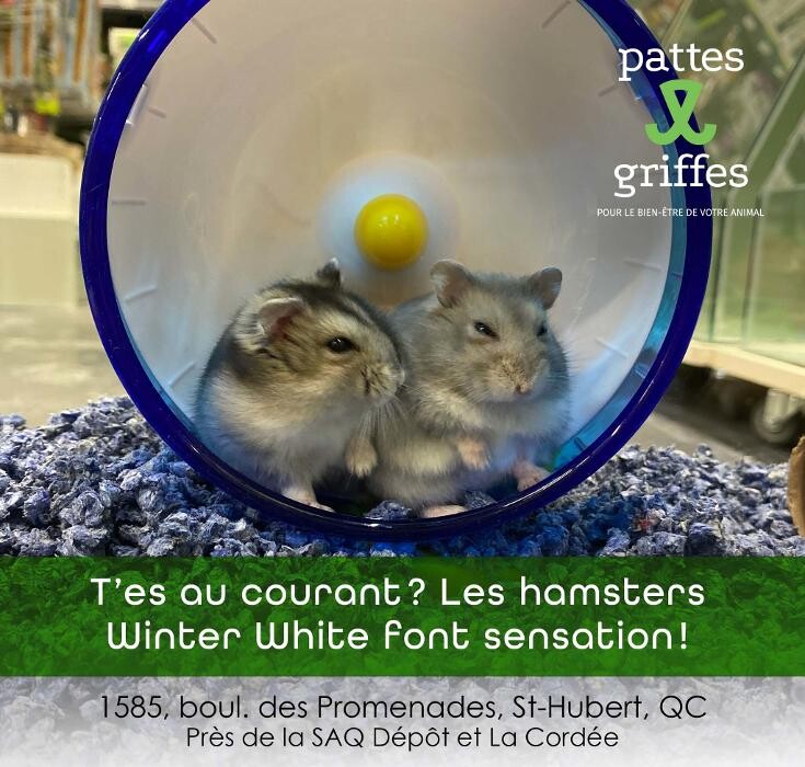 Images Pattes Et Griffes Saint-Hubert