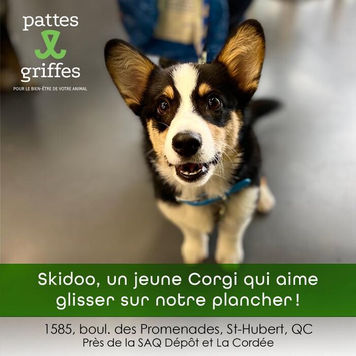 Images Pattes Et Griffes Saint-Hubert