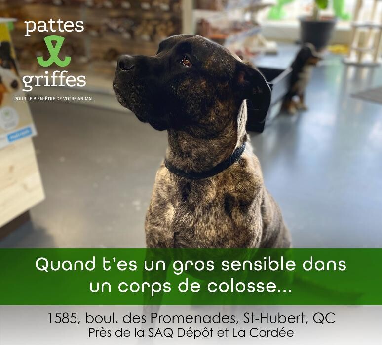Images Pattes Et Griffes Saint-Hubert