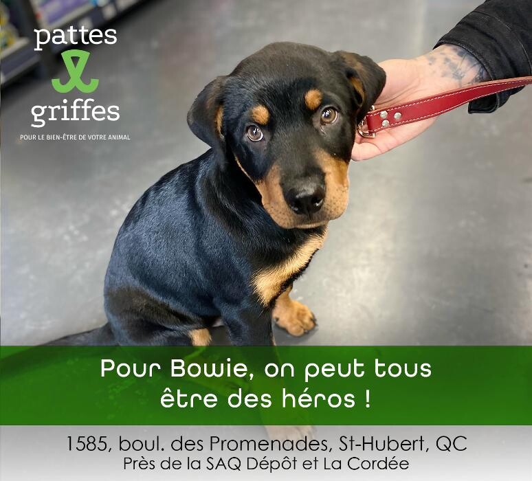 Images Pattes Et Griffes Saint-Hubert