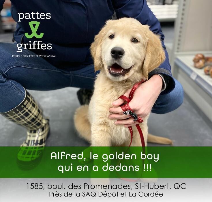Images Pattes Et Griffes Saint-Hubert
