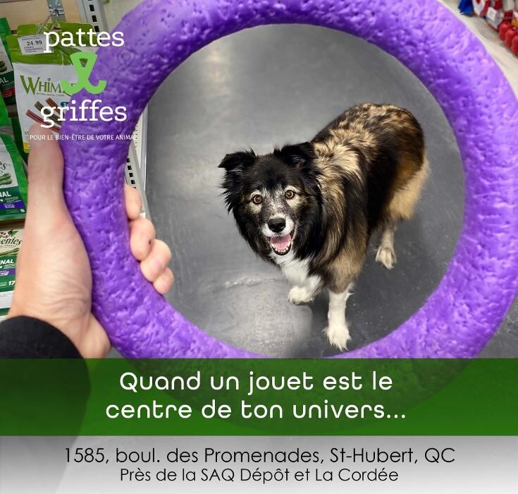Images Pattes Et Griffes Saint-Hubert