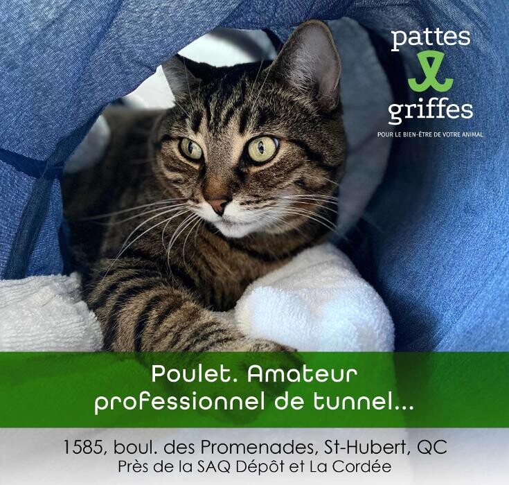 Images Pattes Et Griffes Saint-Hubert