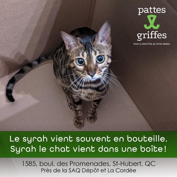Images Pattes Et Griffes Saint-Hubert