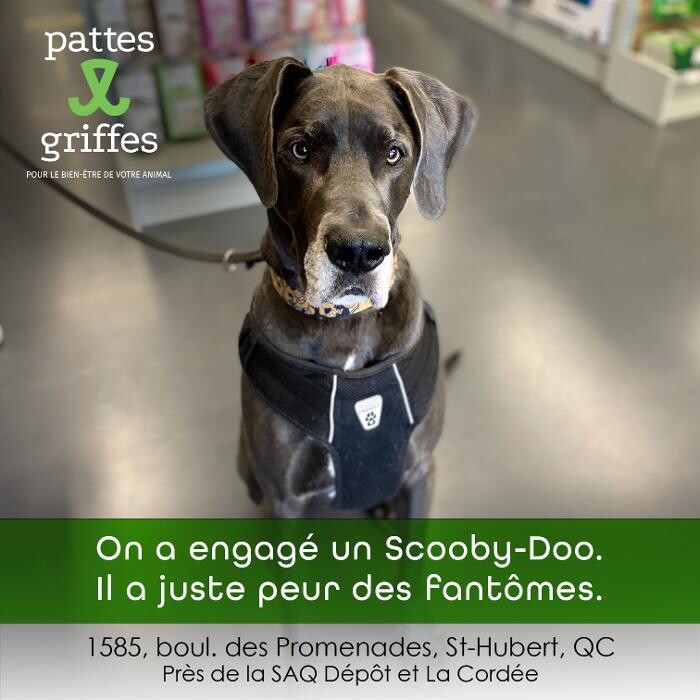Images Pattes Et Griffes Saint-Hubert