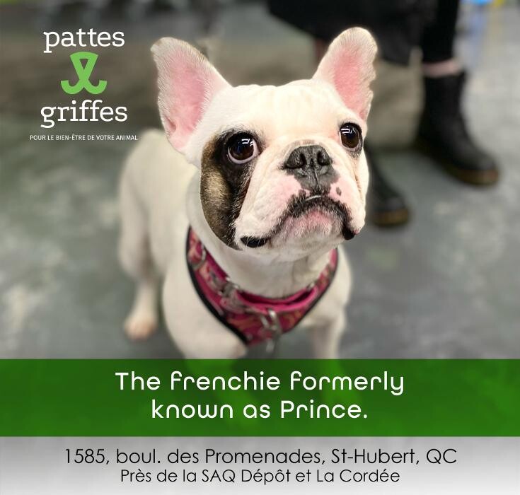 Images Pattes Et Griffes Saint-Hubert