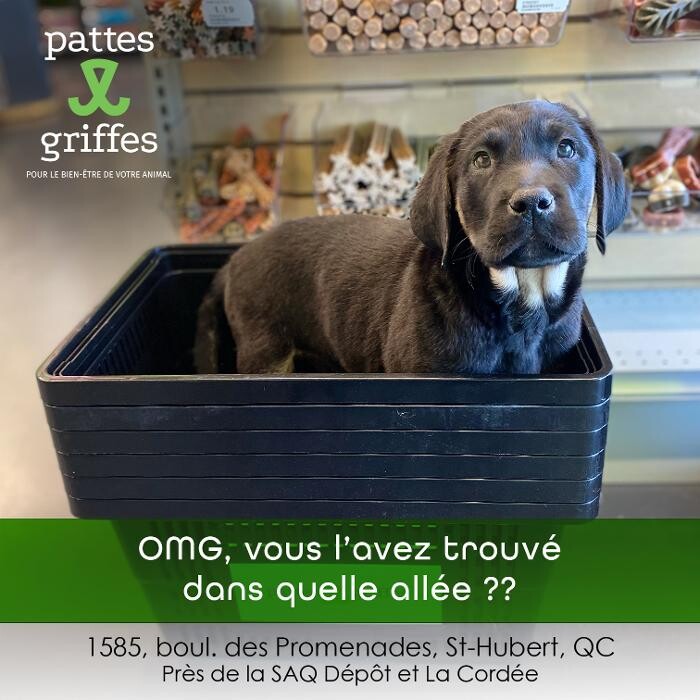 Images Pattes Et Griffes Saint-Hubert