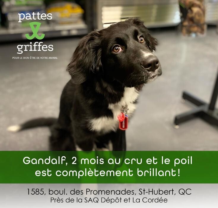 Images Pattes Et Griffes Saint-Hubert