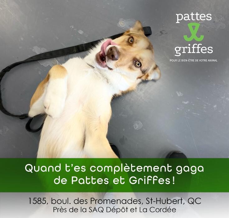 Images Pattes Et Griffes Saint-Hubert