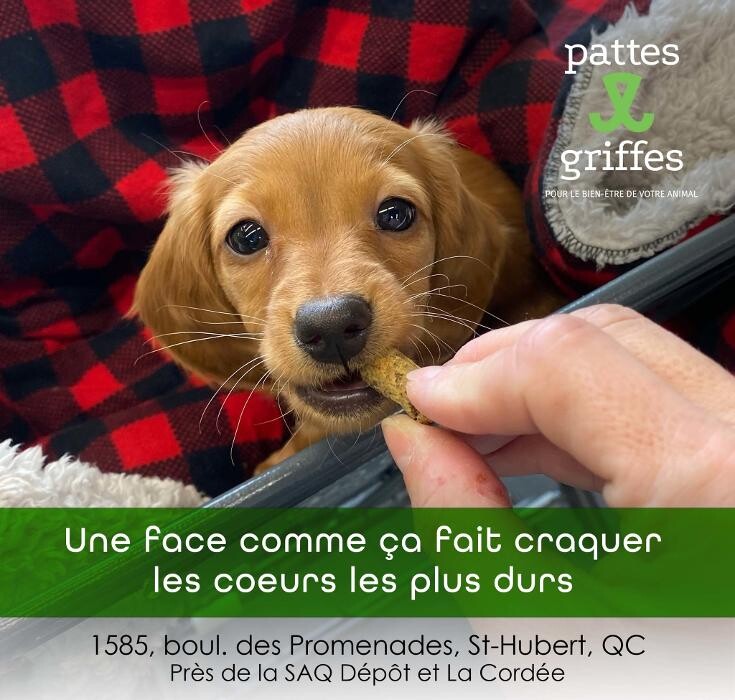 Images Pattes Et Griffes Saint-Hubert